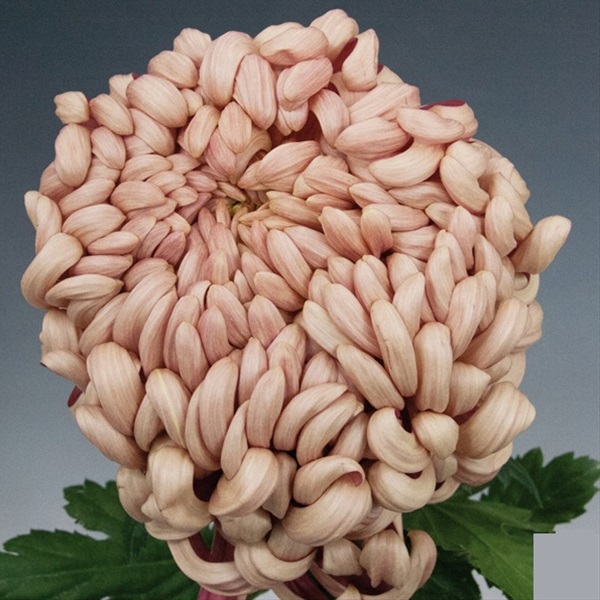 Chrys Disbud Vienna Cooper Disbuds/Mums Chrysanthemum Flowers by